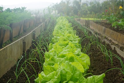 Lettuce bed