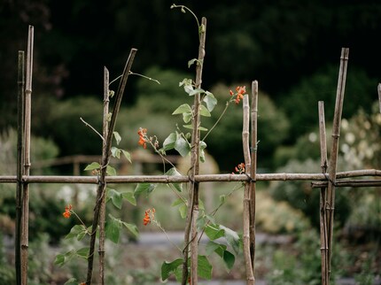 Runner beans trellis
