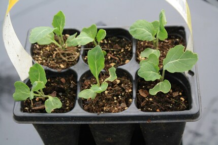 Seedlings