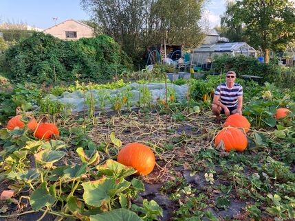 Big pumpkins
