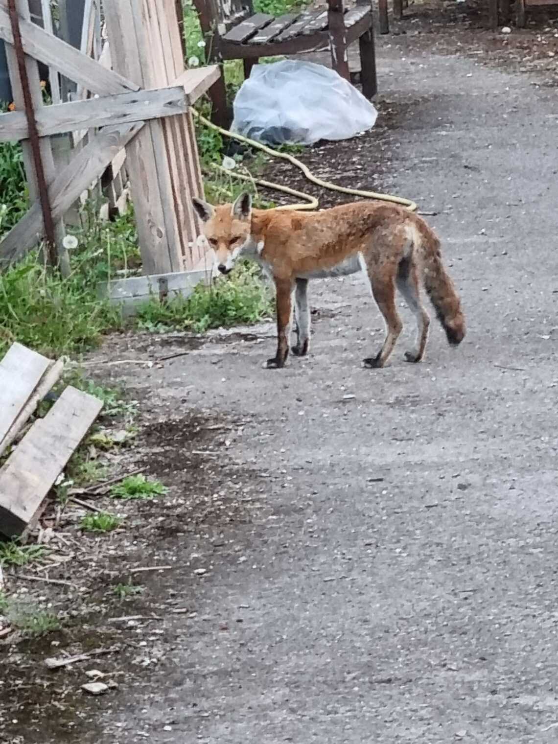 Fox