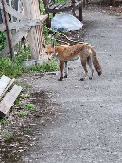 Fox