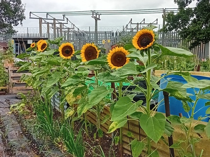 Sunflowers
