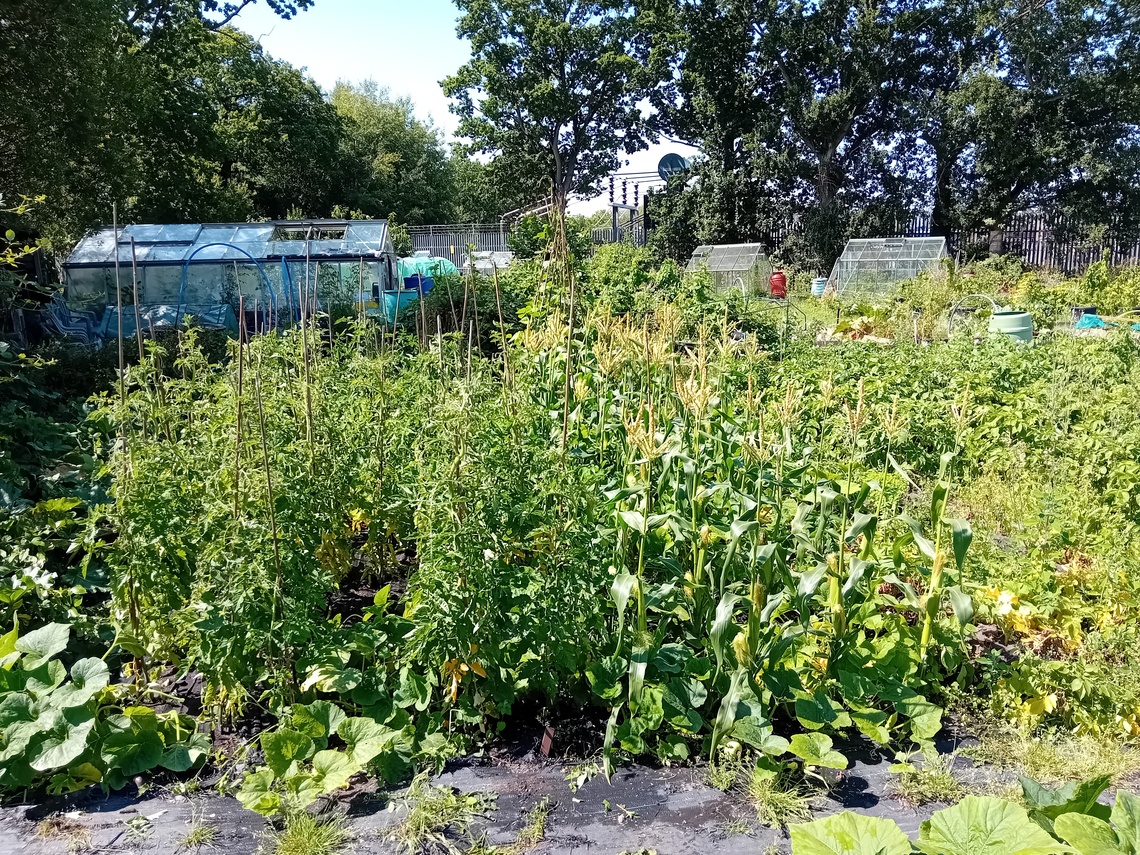 TomatoesAndCorn